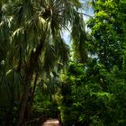 George Brown Darwin Botanic Gardens VI