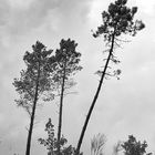 George du Blavet - Bäume in schwarz-weiß