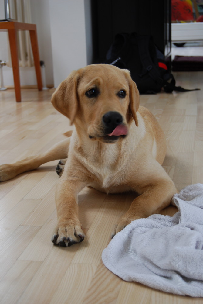 george mein hund nach dem essen