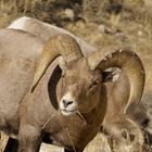 George Town Big Horn Sheep