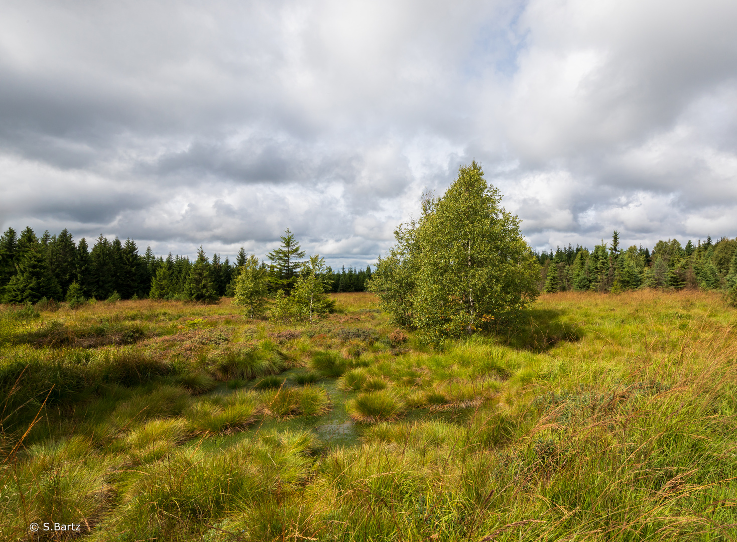 Georgenfelder Hochmoor  (02) 09/2023