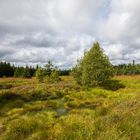 Georgenfelder Hochmoor  (02) 09/2023