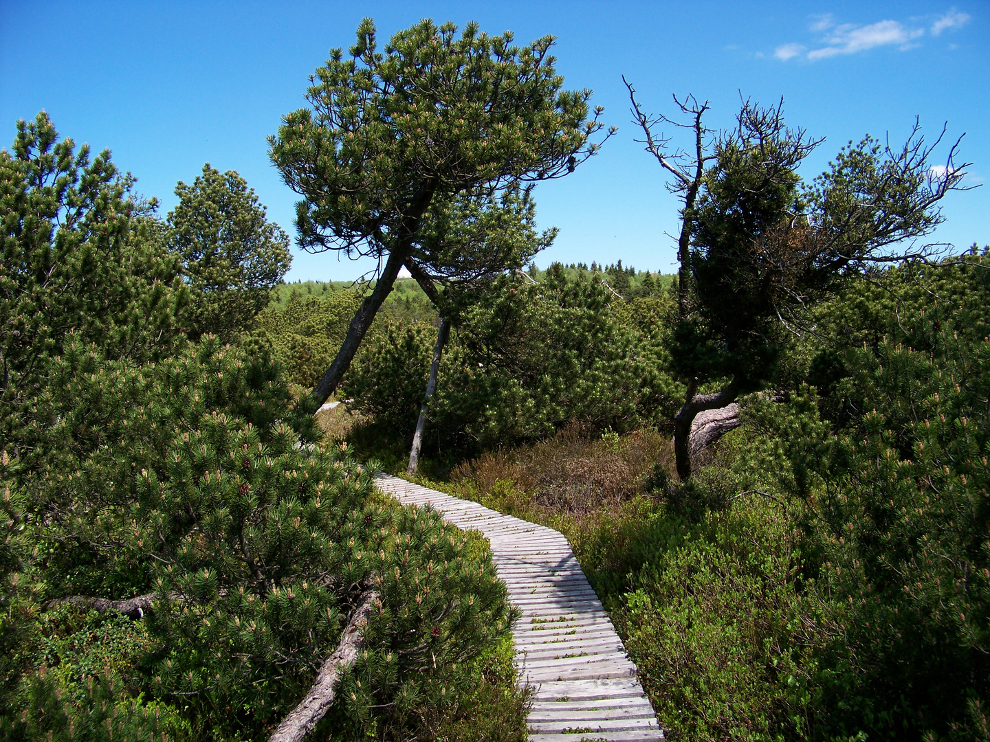 Georgenfelder Hochmoor 