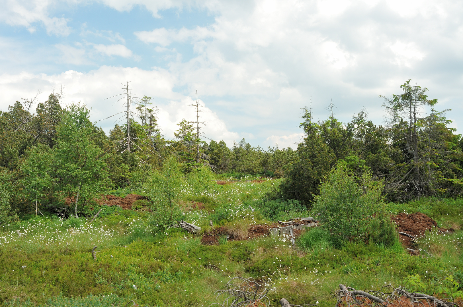 Georgenfelder Hochmoor