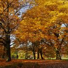 Georgengarten im November