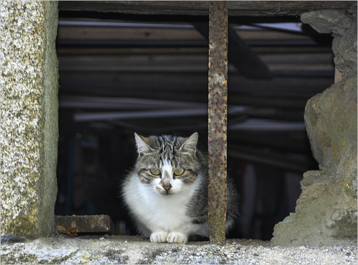 Georges Katze