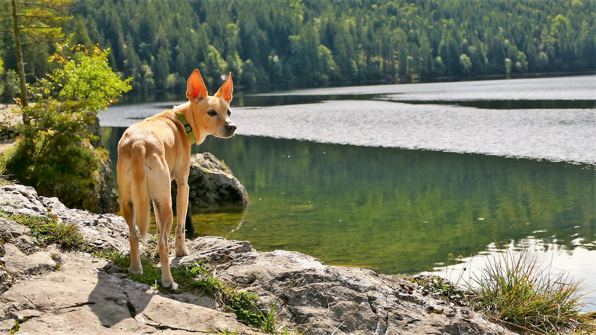 Georgi auf der Seewiese