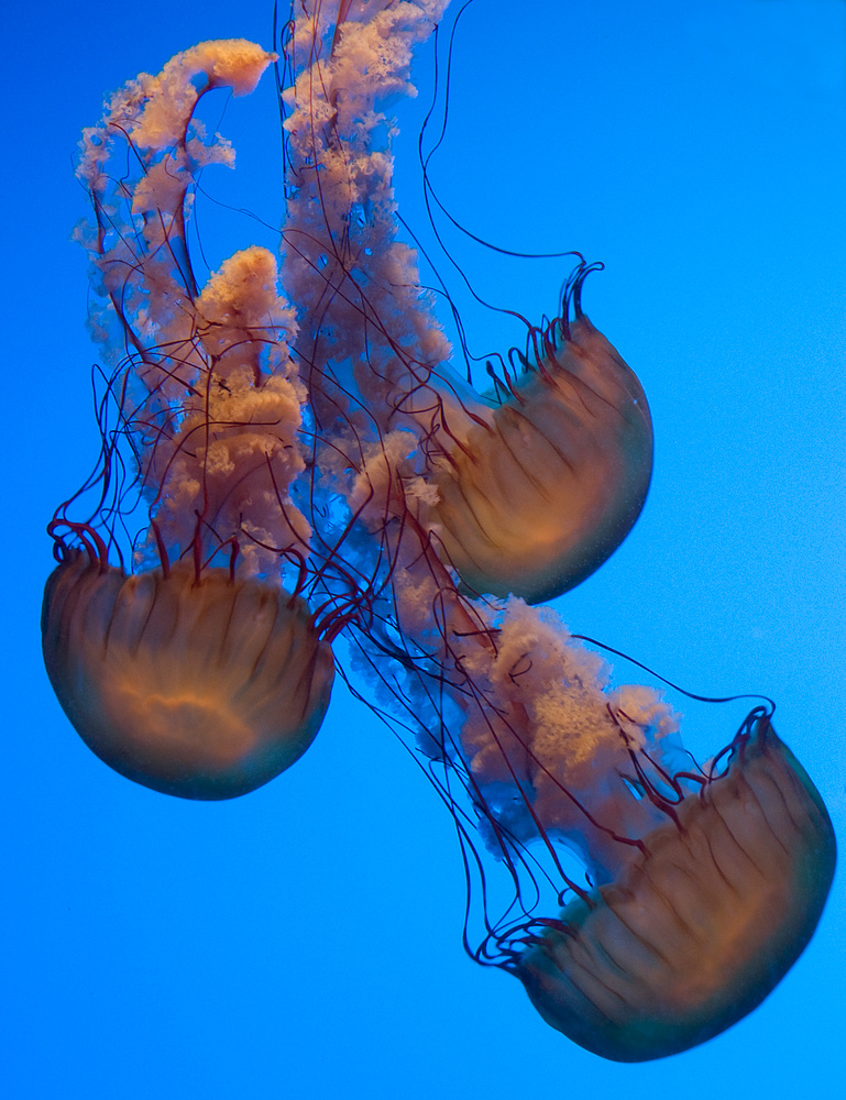 Georgia Aquarium!