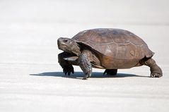 Georgia-Gopherschildkröte