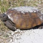 Georgia-Gopherschildkröte