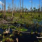 Georgia Swamp