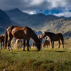 Georgien Pferde im Kaukasus