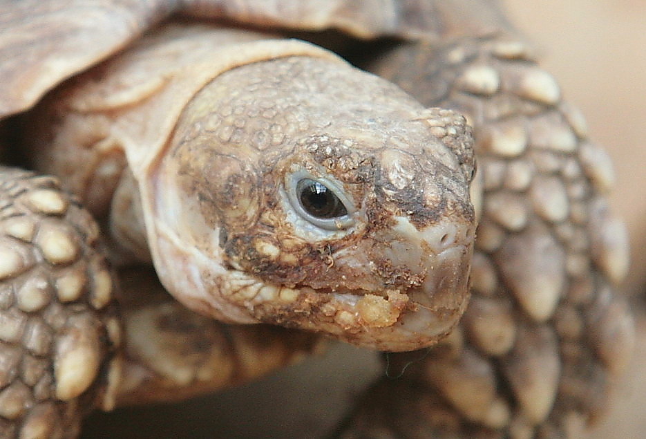 georgo -junge sporenschildkröte