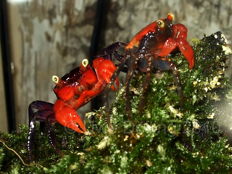 Geosesarma sp. red devil