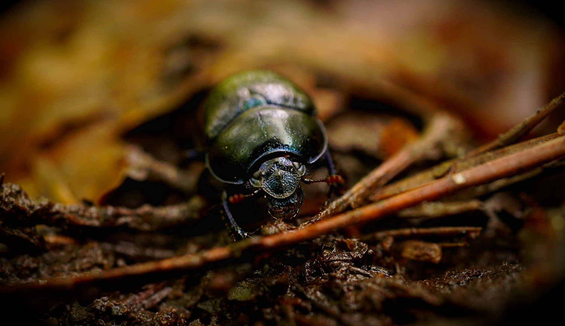 Geotrupes stercorarius 