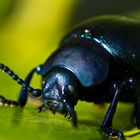 Geotrupes stercorarius