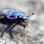 Geotrupes stercorarius