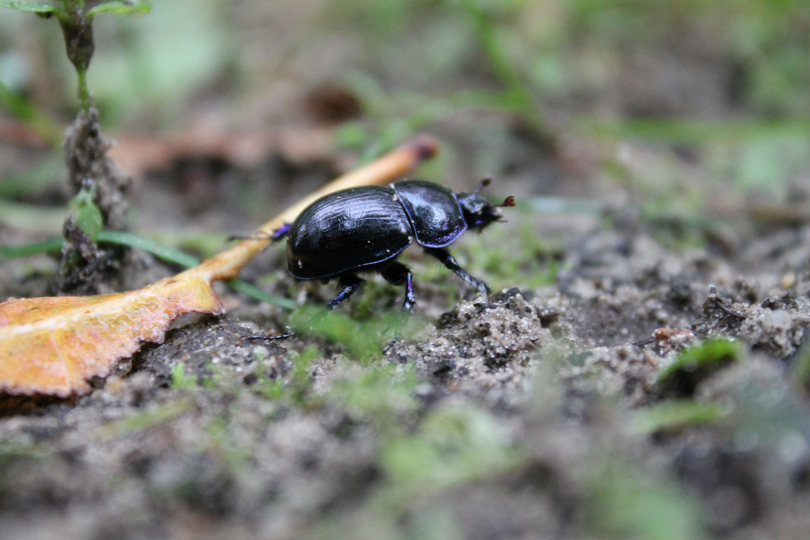 Geotrupes stercorarius