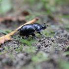 Geotrupes stercorarius