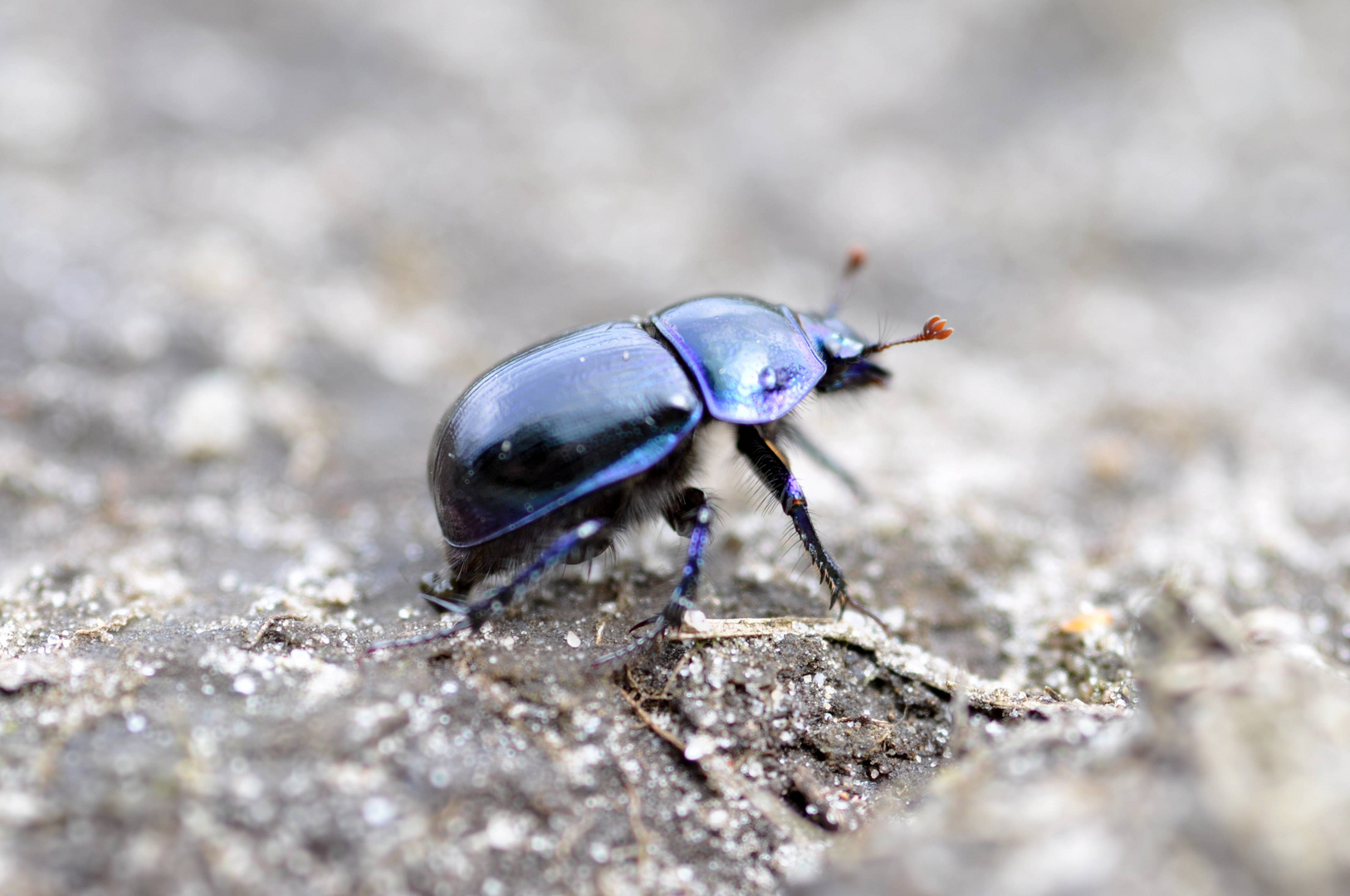 Geotrupes stercorarius