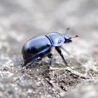 Geotrupes stercorarius