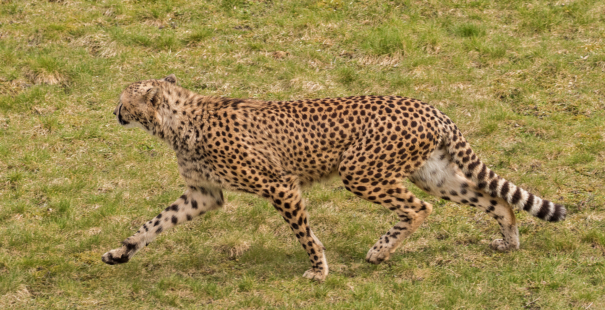 Gepard 001