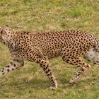 Gepard 001