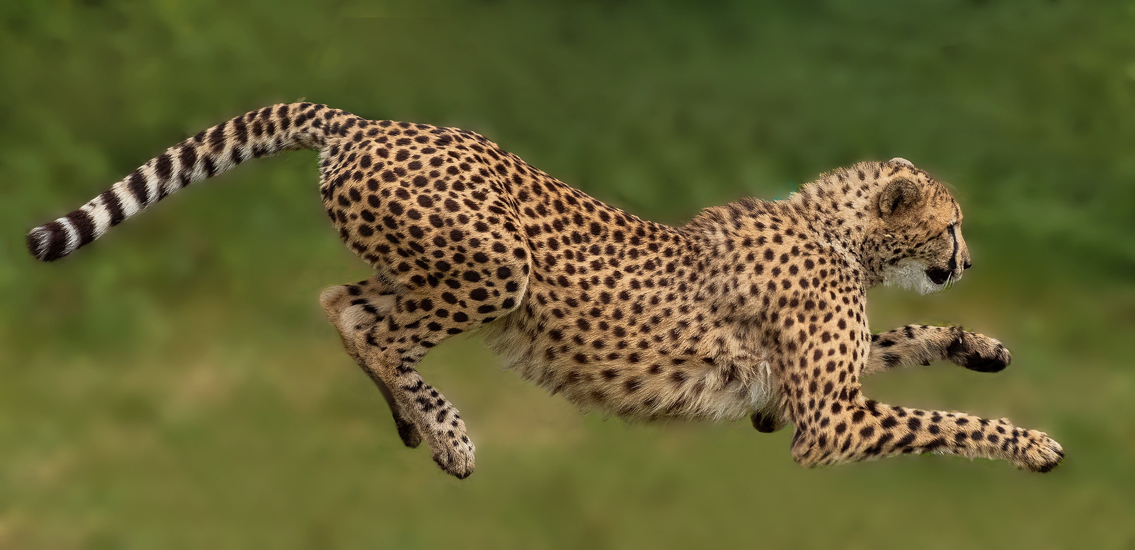  Gepard 001 