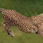  Gepard 001 