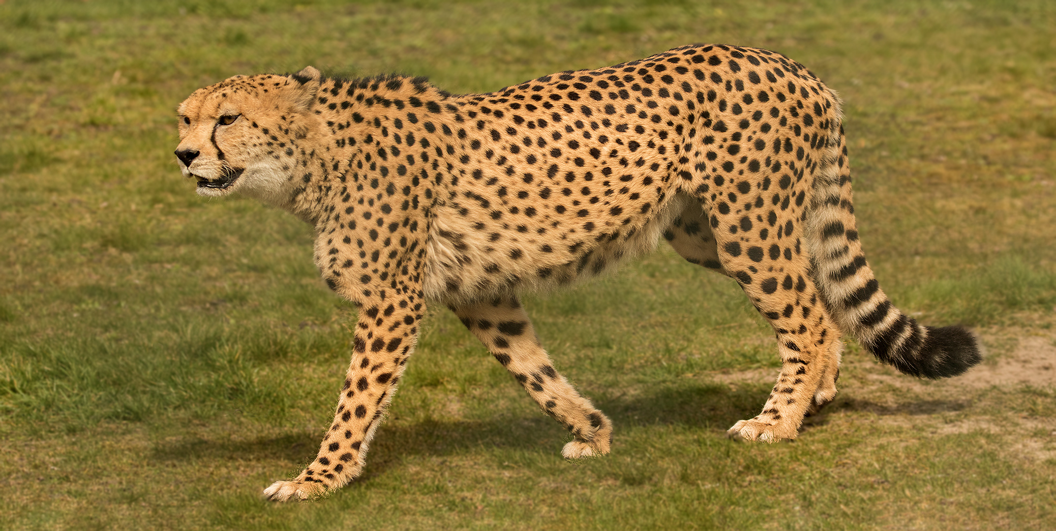 Gepard 003 Foto & Bild | tiere, zoo, wildpark & falknerei, säugetiere ...
