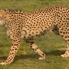 Gepard 003