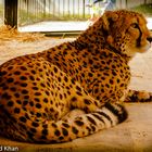 Gepard