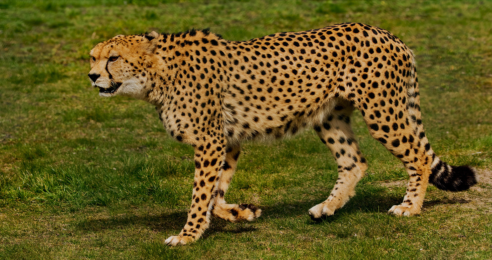 Gepard 009