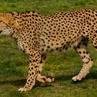 Gepard 009