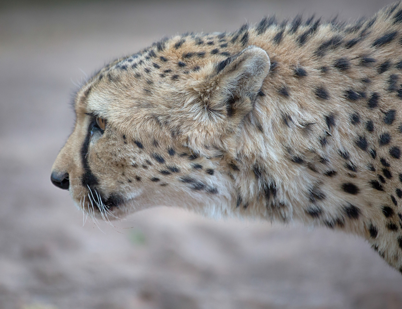 Gepard