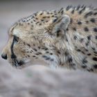 Gepard