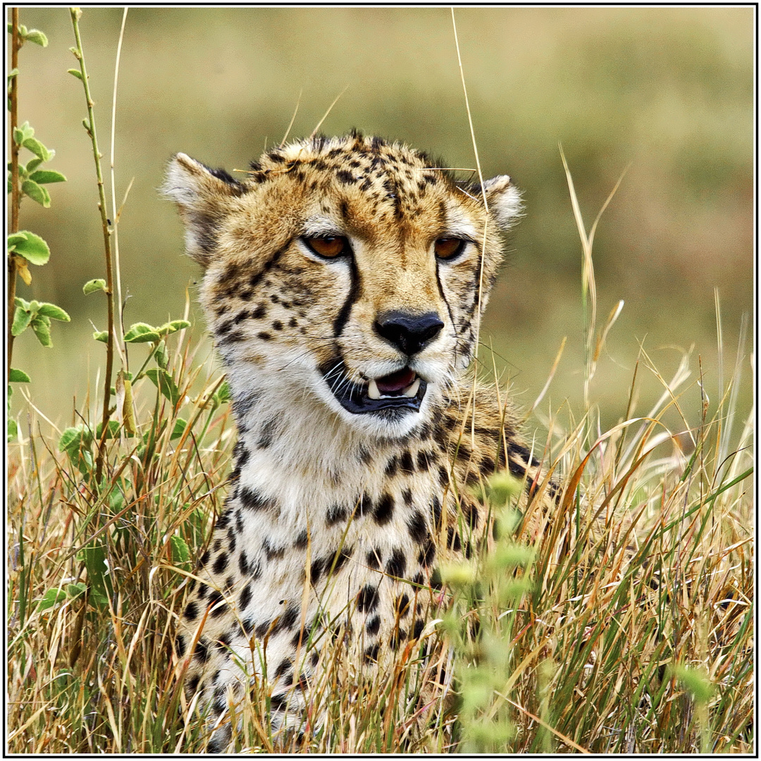 Gepard