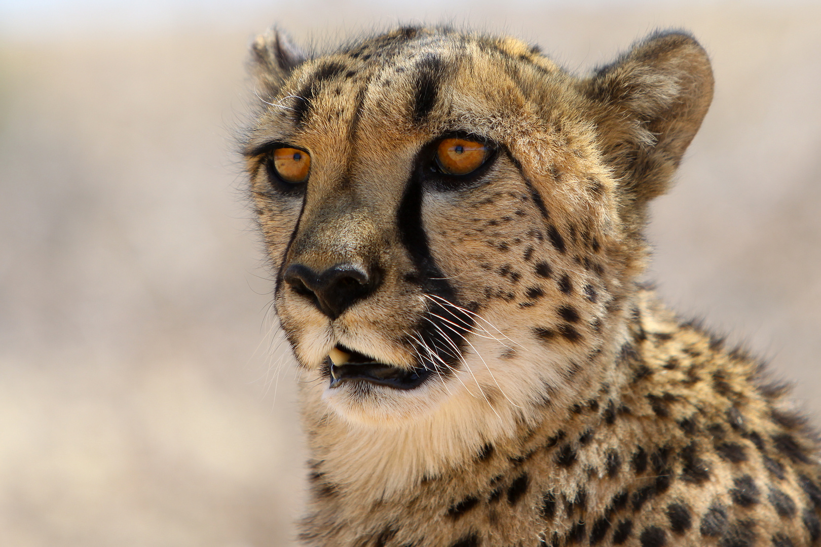 Gepard Foto & Bild | tiere, wildlife, säugetiere Bilder auf fotocommunity