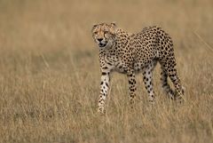 Gepard