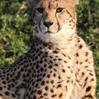 Gepard