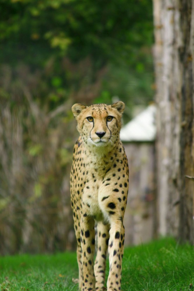 Gepard