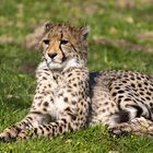 Gepard