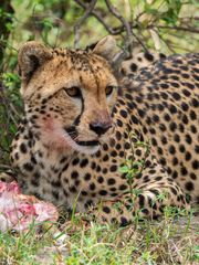 Gepard