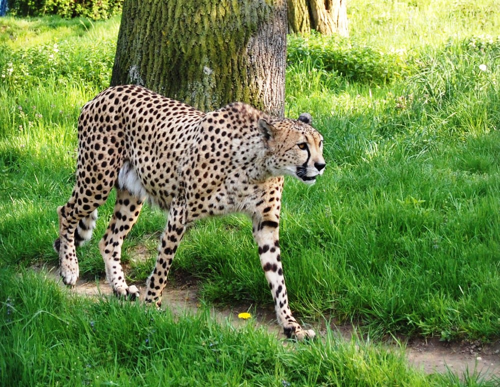 Gepard