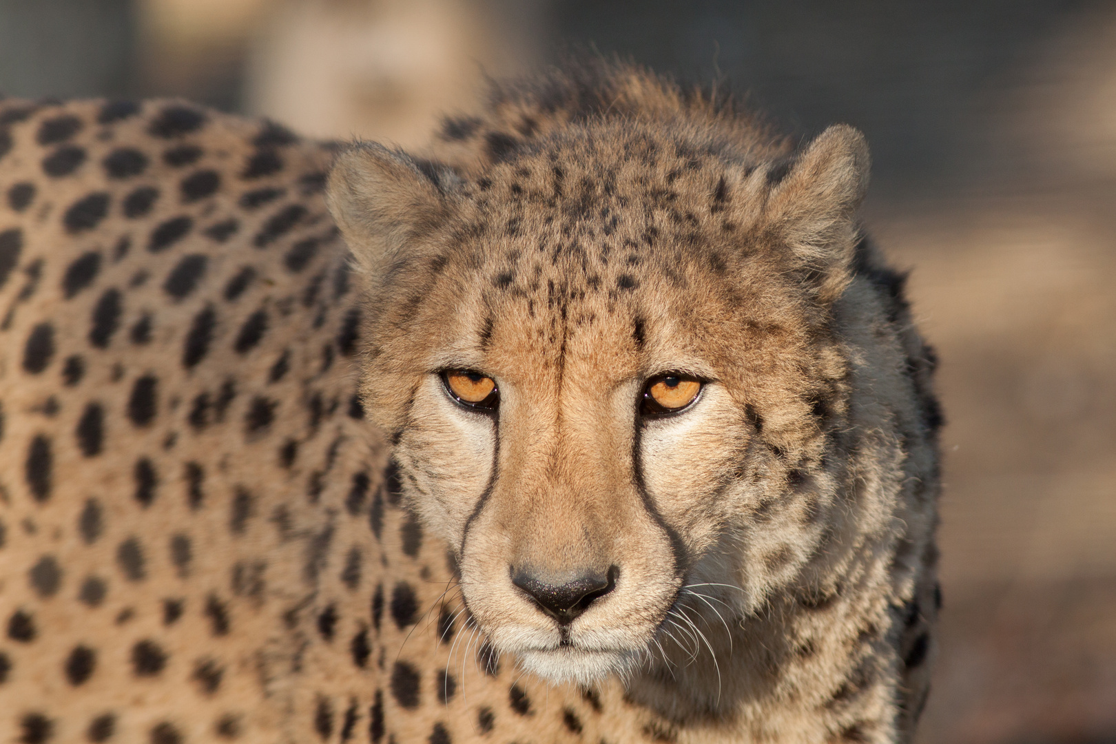 Gepard