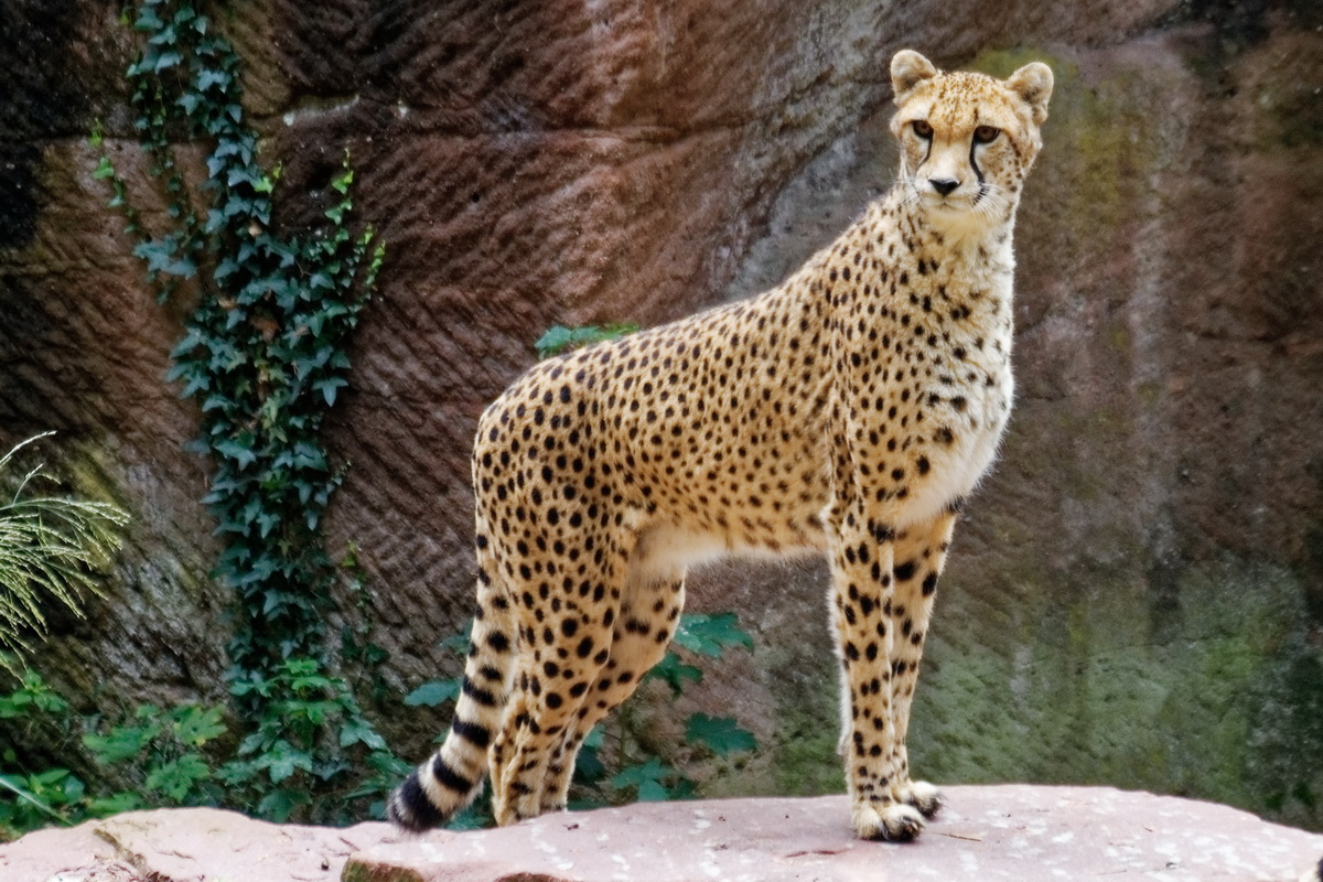 Gepard