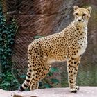 Gepard