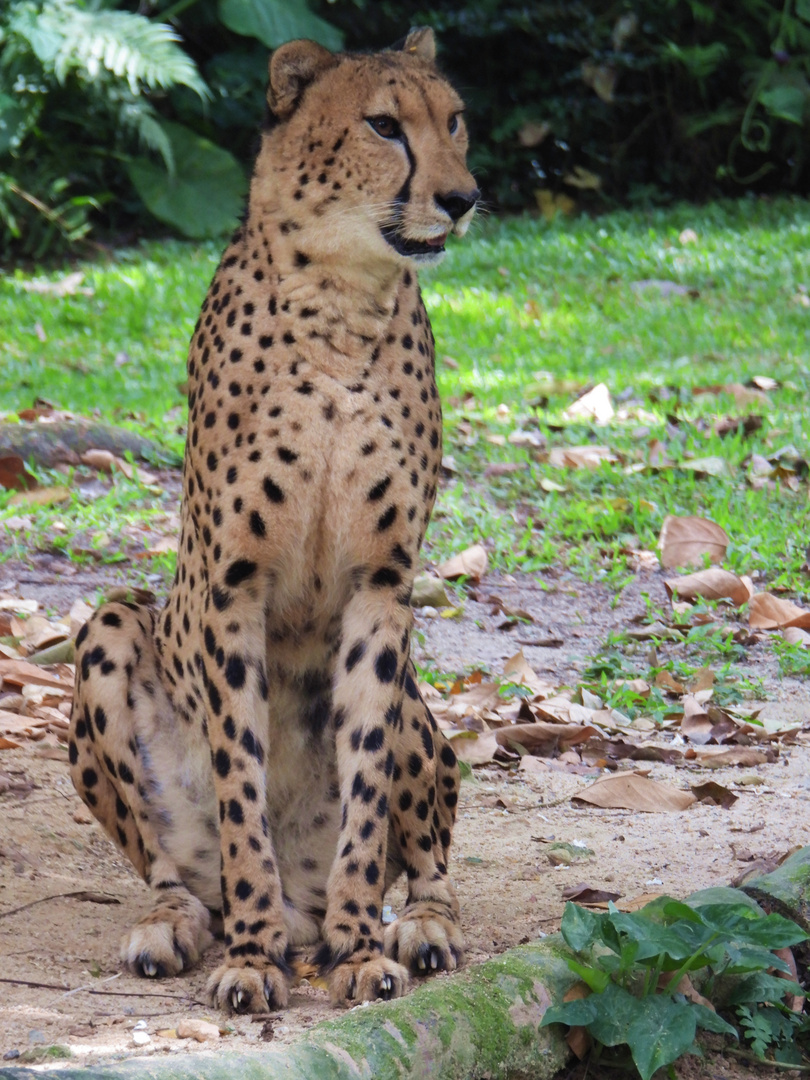 Gepard