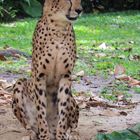 Gepard