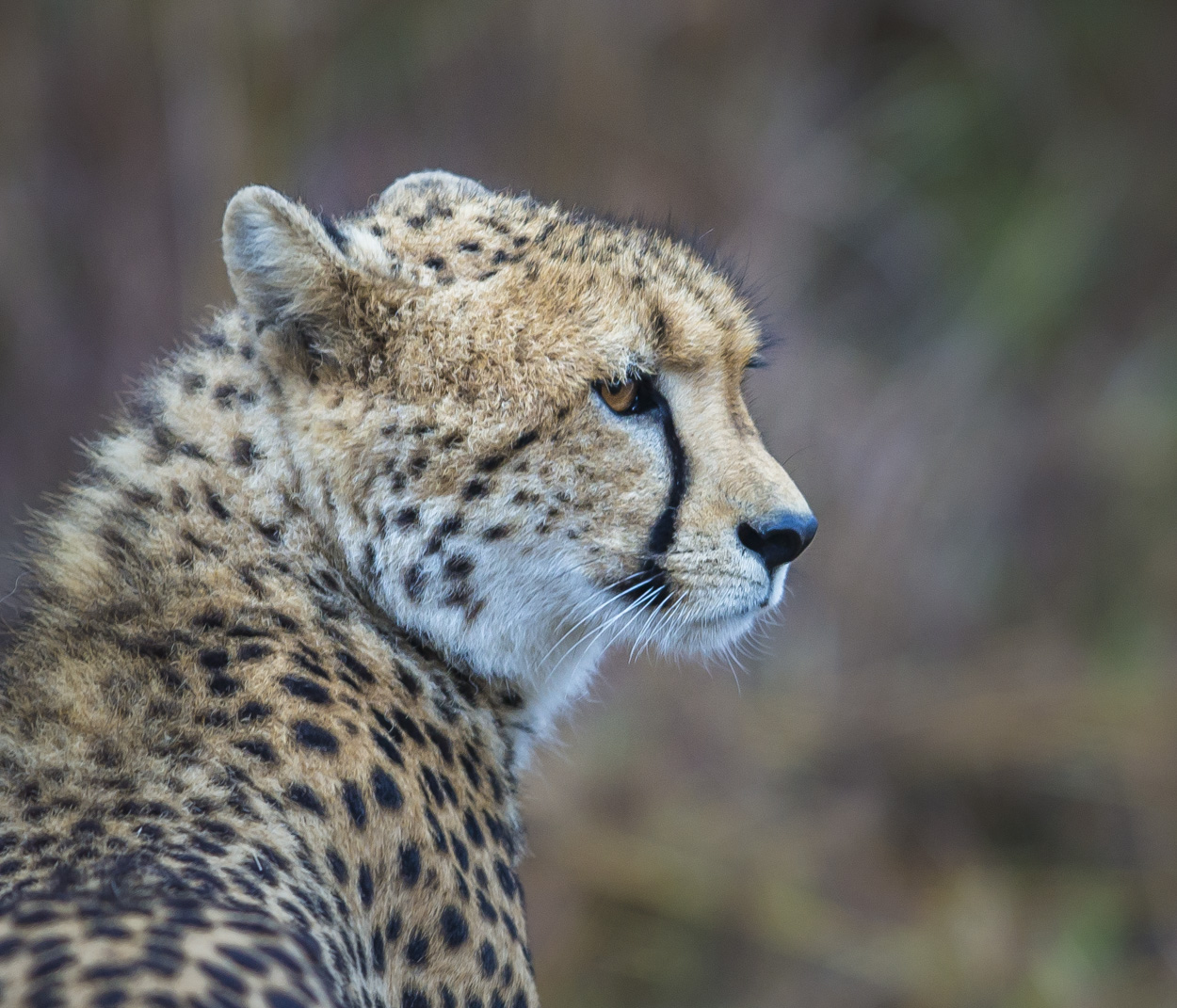 Gepard